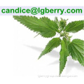 Nettle root extract / 6, 7-dihydroxybergamottin